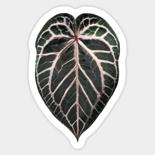 ANTHURIUM RED CRYSTALLINUM Sticker